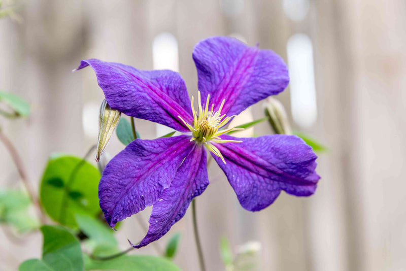 Clematis 'Jackmanii' 2 Litre