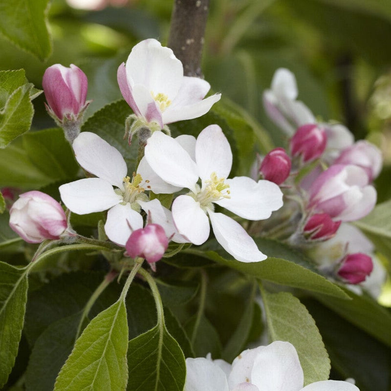 James Grieve apple tree – plant and habit