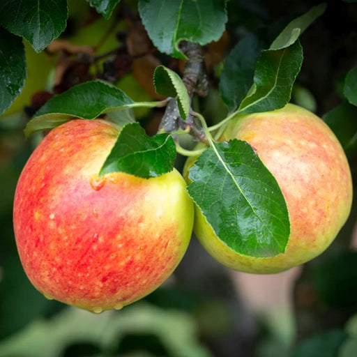 James Grieve apple tree – flowers or seasonal detail