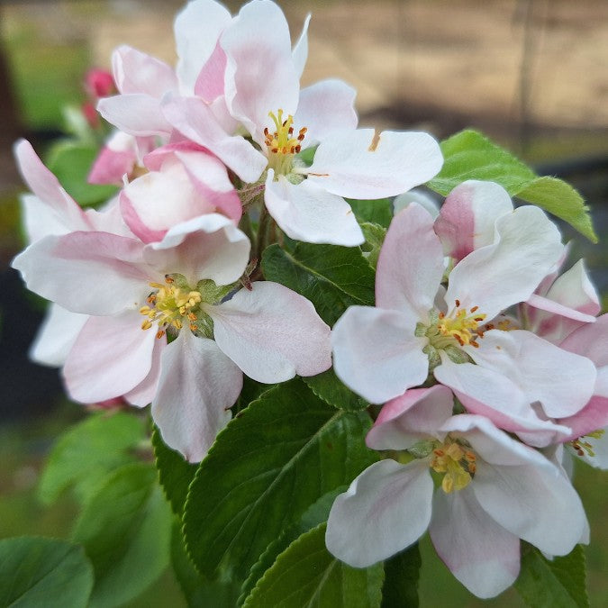 James Grieve apple tree – foliage, fruit or mature form
