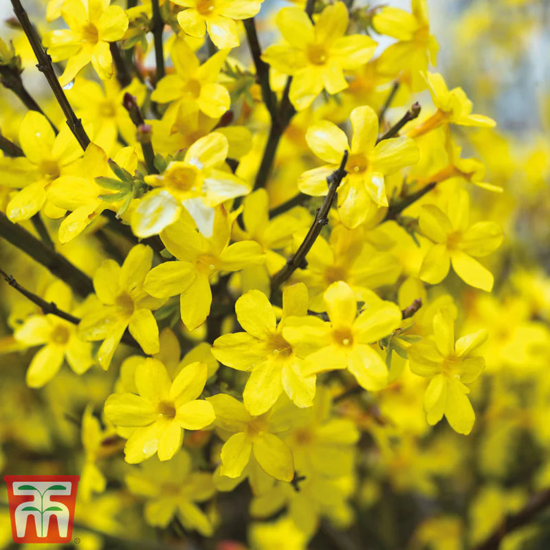 Jasminum nudiflorum | Winter Jasmine (2.2 Litre)