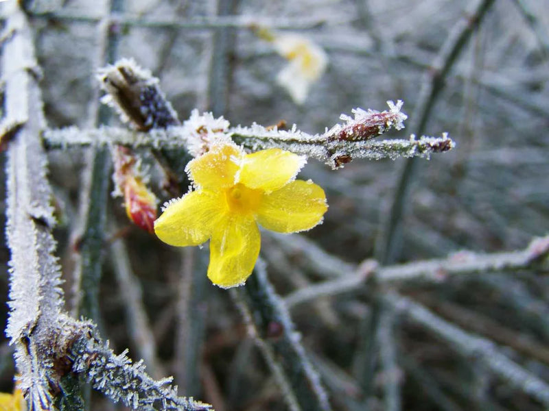 Jasminum nudiflorum | Winter Jasmine (2.2 Litre)