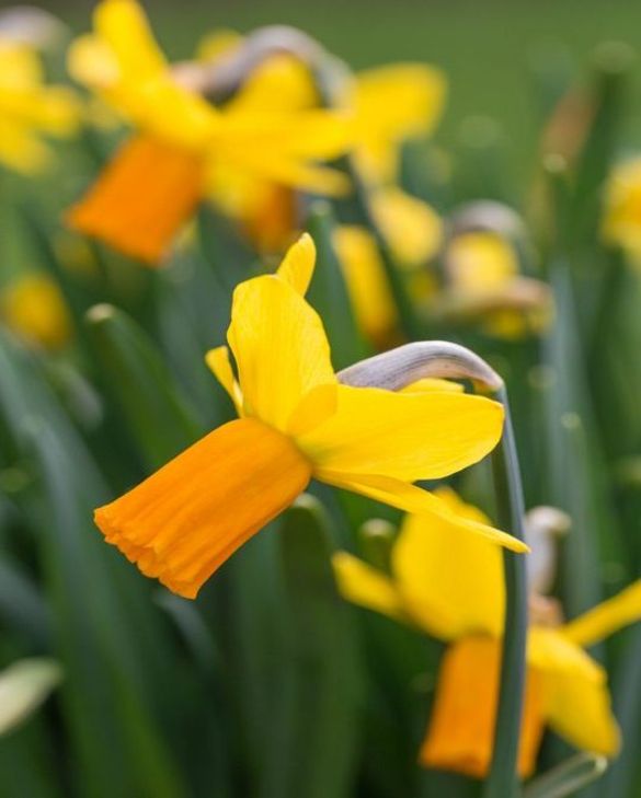 Daffodil Narcissus 'Jetfire' (8 Pack)