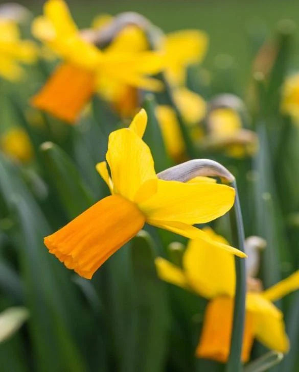 Daffodil Narcissus 'Jetfire' (20 Pack)