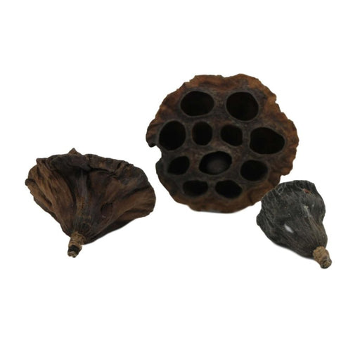 Betta Choice Lotus Pods product image