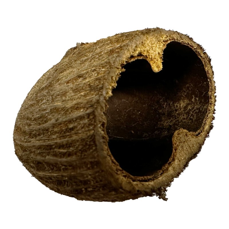 Palm Pods product image