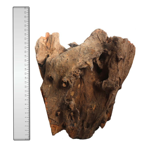 Corbo Root Stump Large product image