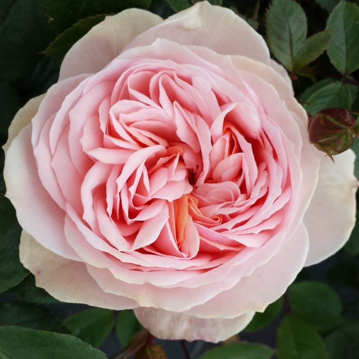 Joie De Vivre Floribunda Rose 3.5 Litre