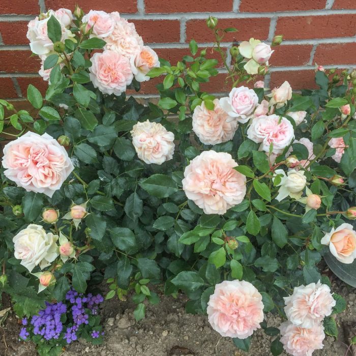 Joie De Vivre Floribunda Rose 3.5 Litre