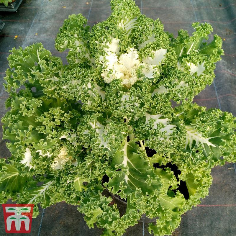 Kale 'Frost Byte' F1 Hybrid