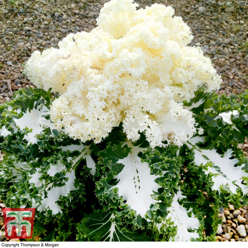 Kale 'Frost Byte' F1 Hybrid