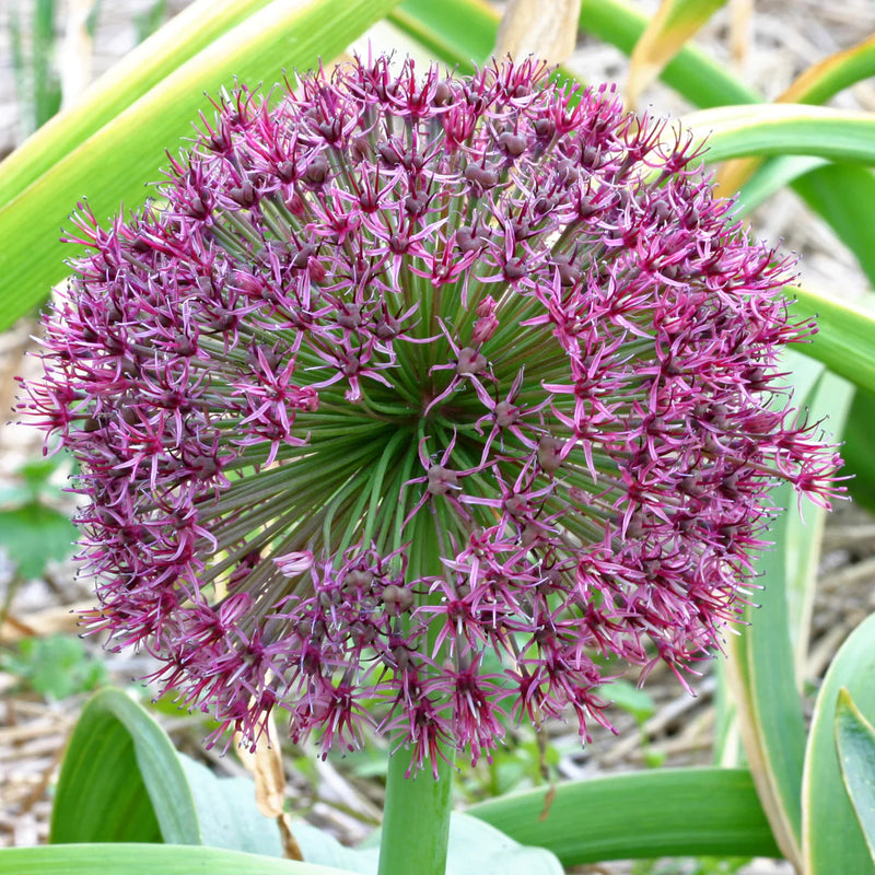 Allium 'Ostara' 2L