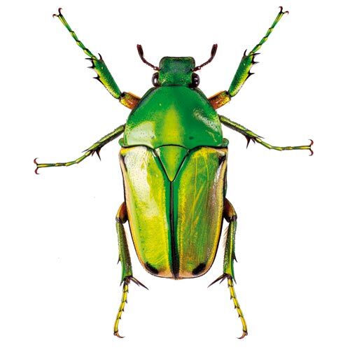 Metallic Green Flower Beetle | Coelorrhina aurata
