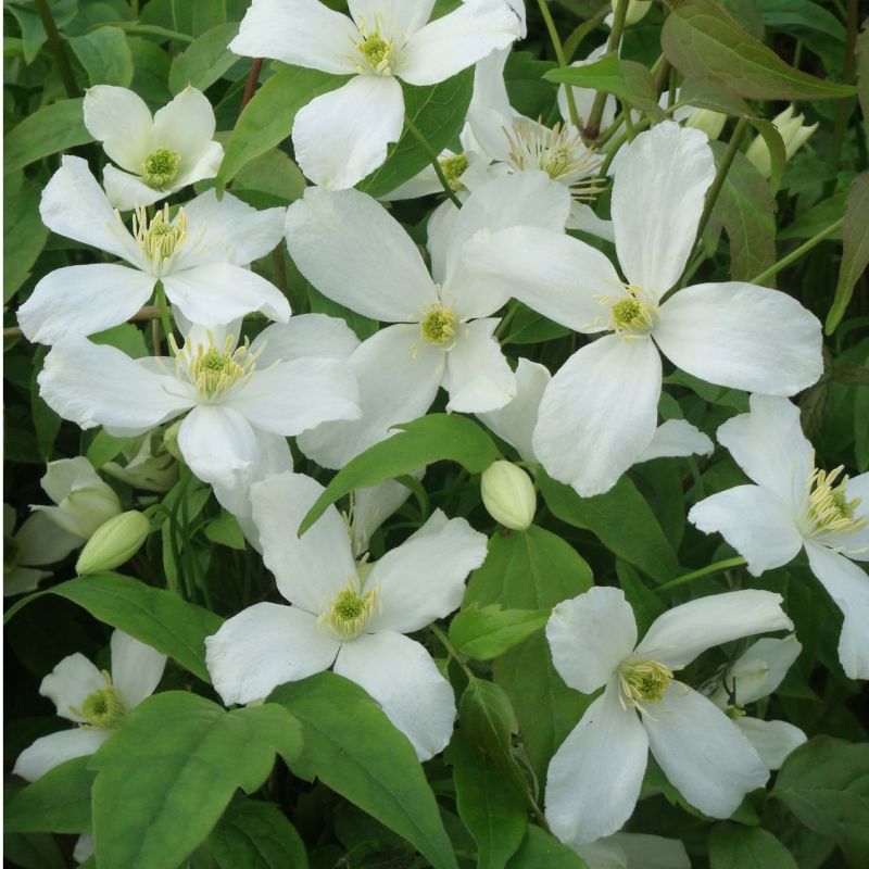 Clematis montana 'Grandiflora'