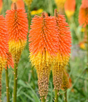 Kniphofia 'Nobilis' red hot poker with tall orange-red and yellow flower spikes