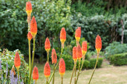 Kniphofia 'Nobilis' flowering in a garden border