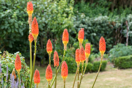 Kniphofia 'Nobilis' flowering in a garden border