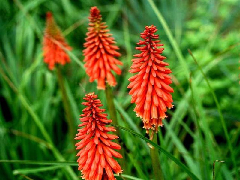 Kniphofia 'Redhot Popsicle' 2L