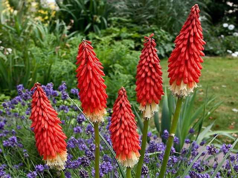 Kniphofia 'Redhot Popsicle' 2L