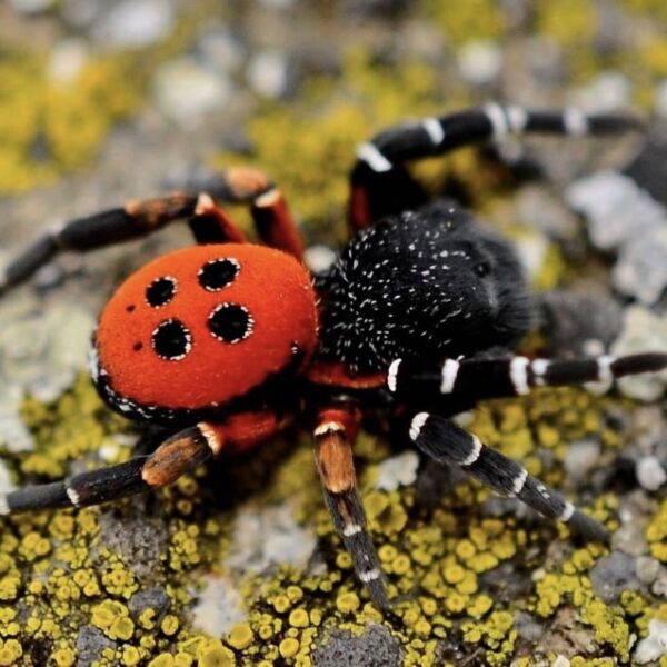 Ladybird Spider | Eresus walkenaerius s
