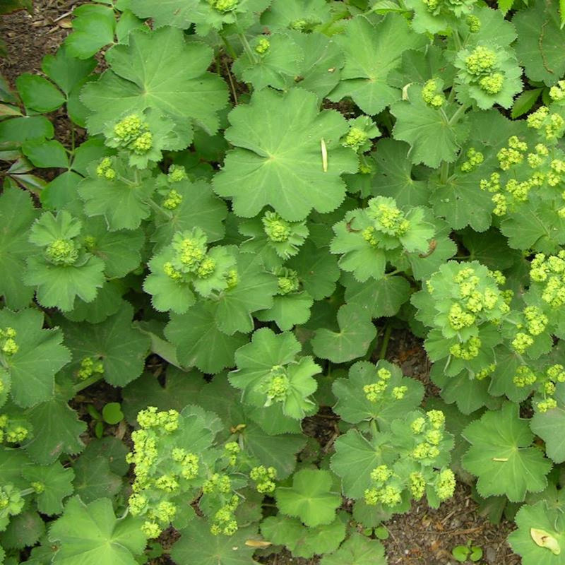 Alchemilla erytropoda 'Alma' 2L
