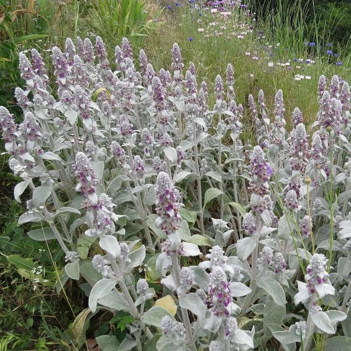 Stachys byzantina | Lamb's Ear (2 Litre)
