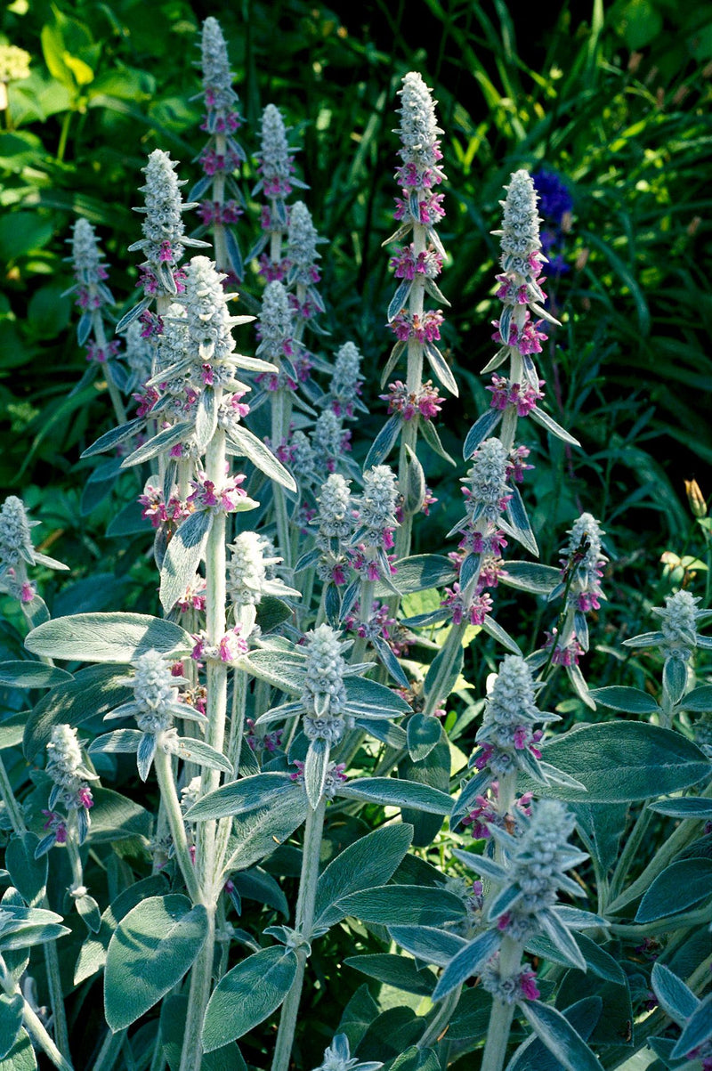 Stachys byzantina | Lamb's Ear (2 Litre)