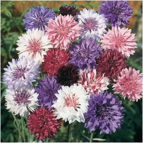Cornflower 'Polka Dot Mixed'