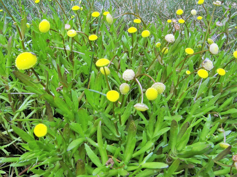 Cotula coronopifolia | Water Buttons P9