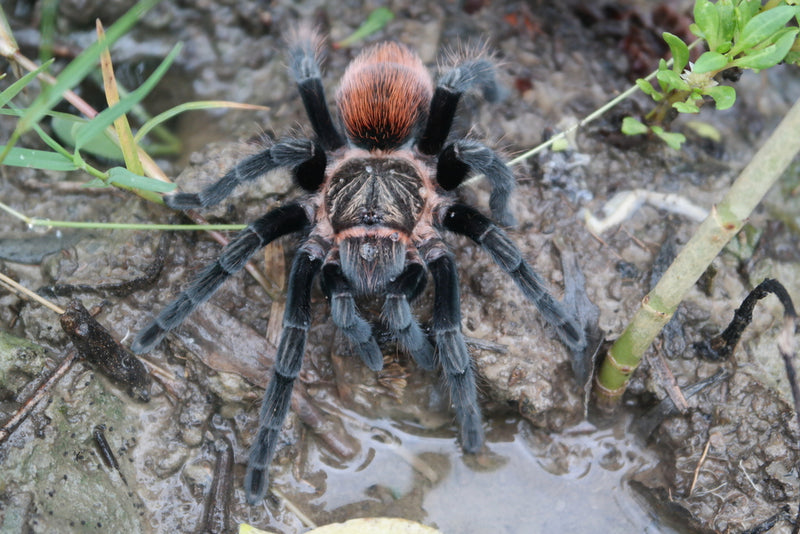 Mexican Red Rump Tarantula| Tliltocatl (ex. Brachypelma) kahlenbergi (Med)