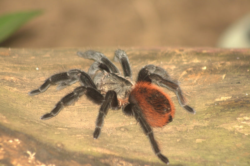 Mexican Red Rump Tarantula| Tliltocatl (ex. Brachypelma) kahlenbergi (Med)
