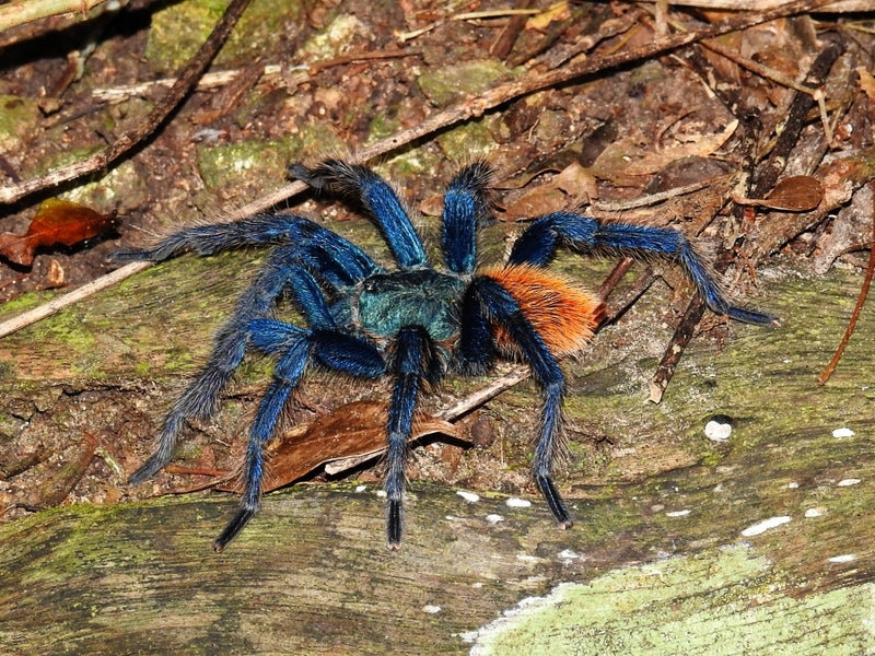 Greenbottle Blue Tarantulas | Chromatopelma Cyaneopubescens
