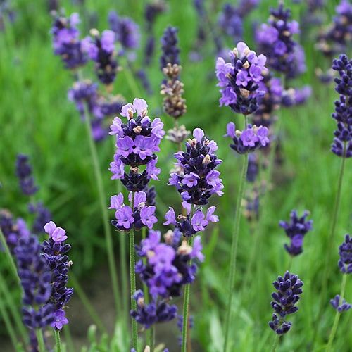 Lavander | Lavandula angustifolia 'Hidcote' 2 Litre