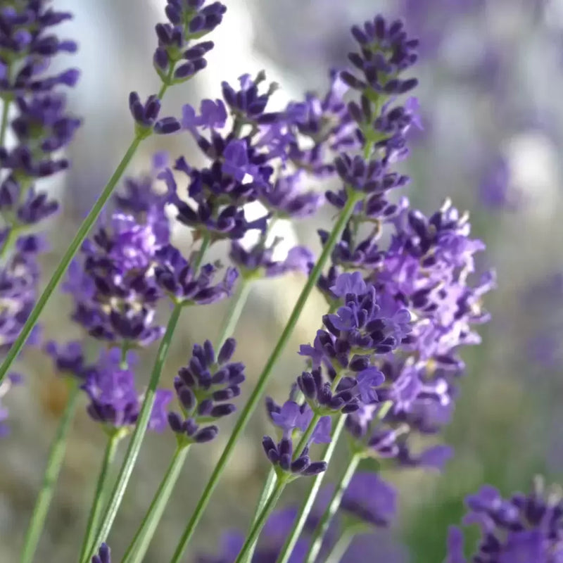 Lavandula Angustifolia 'Felice' | English Lavender Pot (12cm)