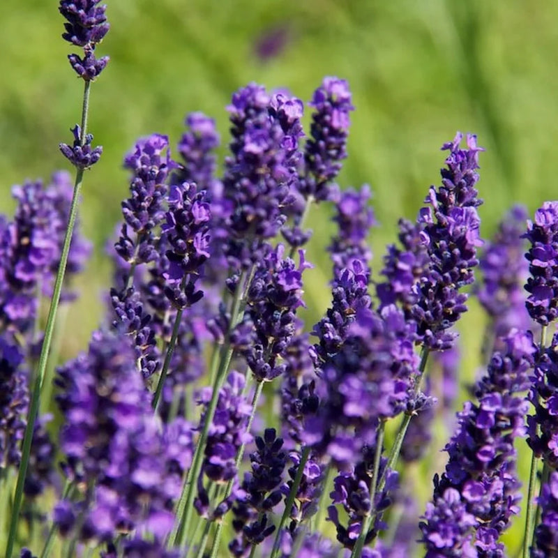 Lavander | Lavandula angustifolia 'Hidcote' 2 Litre