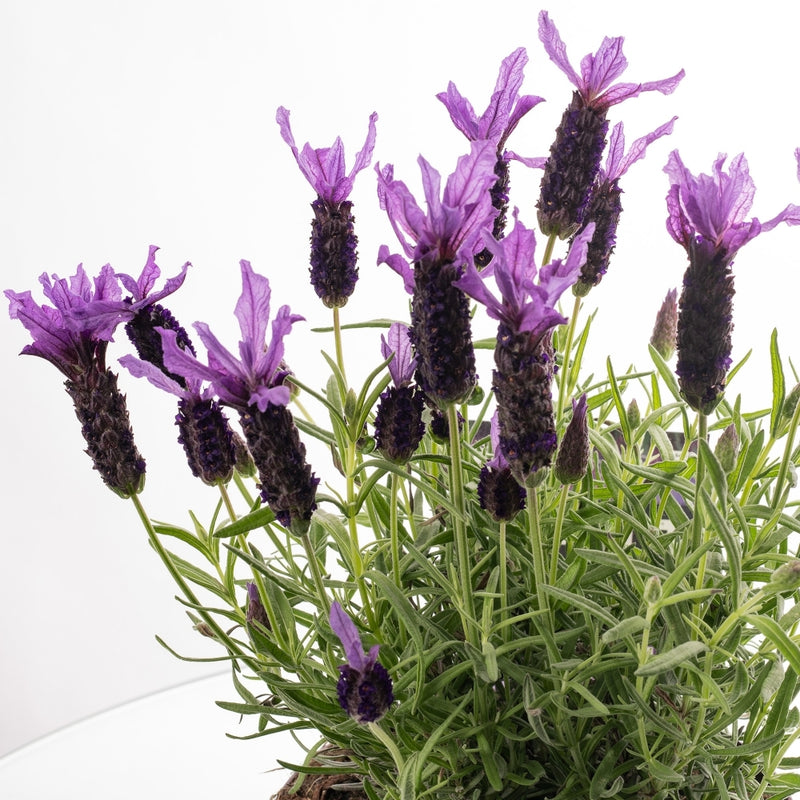 Lavandula Stoechas P14