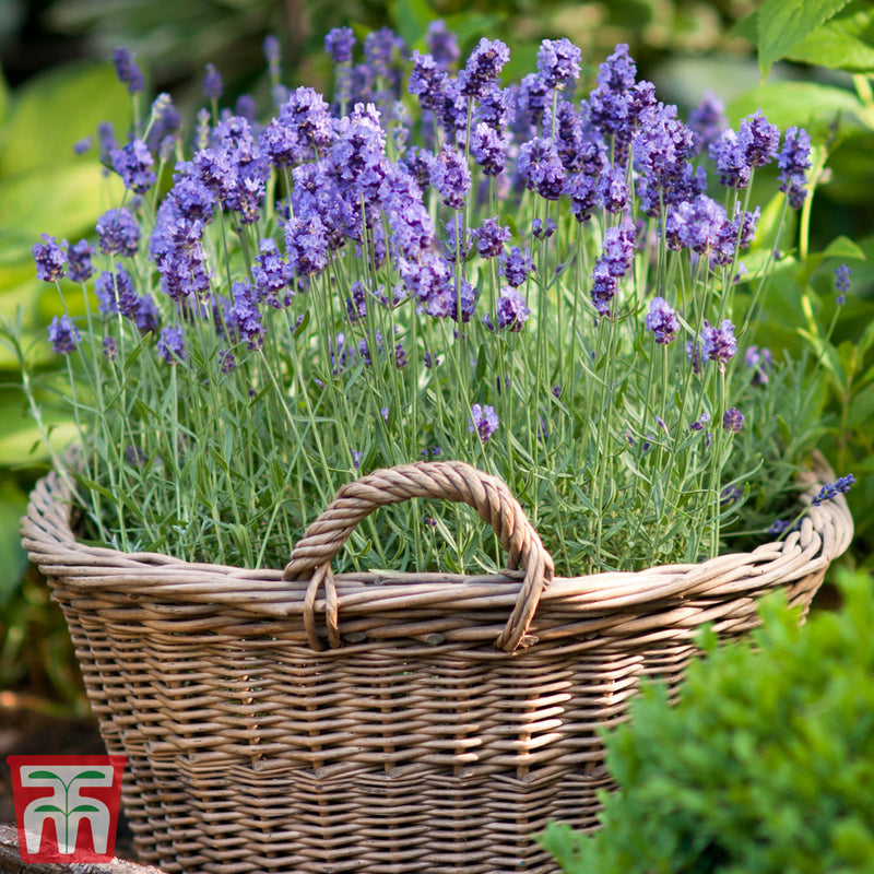 Lavender 'Munstead' - Kew Pollination Seed
