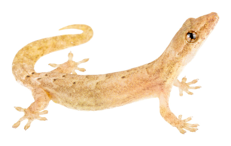 Gecko Mourning