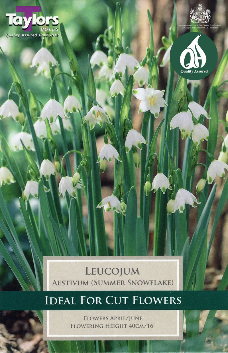 Leucojum Aestivum 'Snowflake' Bulbs (6 pack)