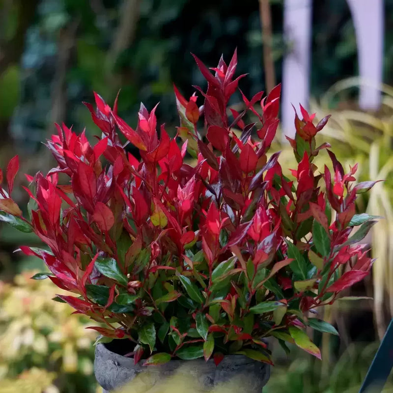 Leucothoe fon Little Flames 2L