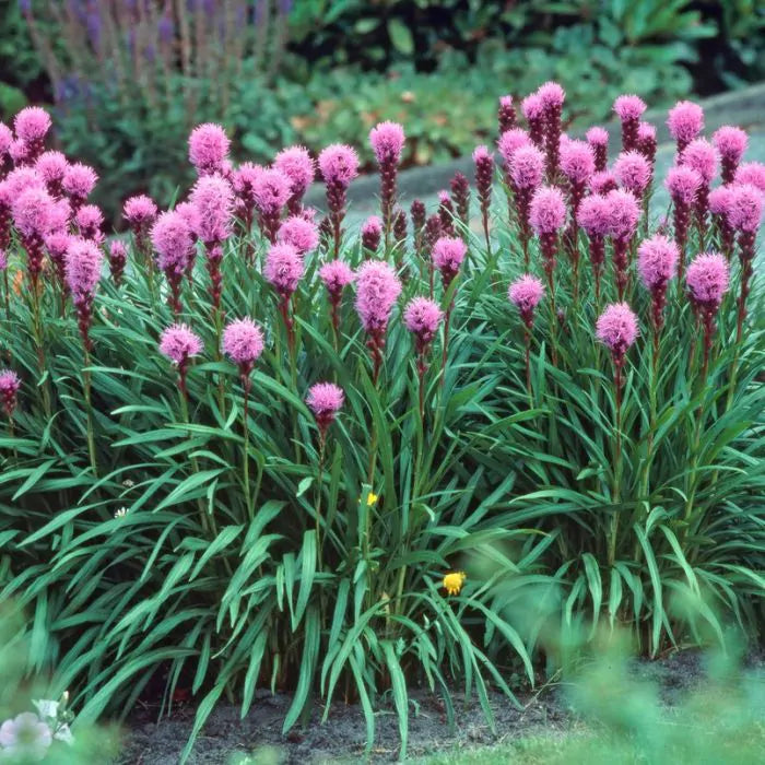 Liatris spicata 'Kobold' 2 Litre