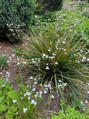 Libertia ixioides clump with slender foliage and white flowers