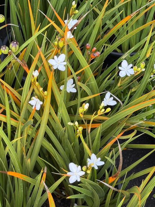 Libertia ixioides flowering clump in a garden setting