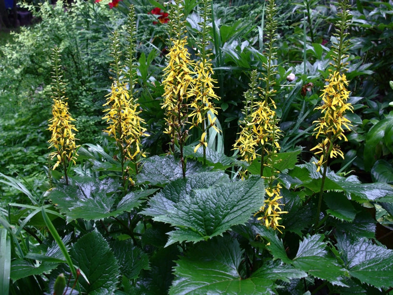 Ligularia przewalskii with tall yellow flower spires and deeply divided foliage