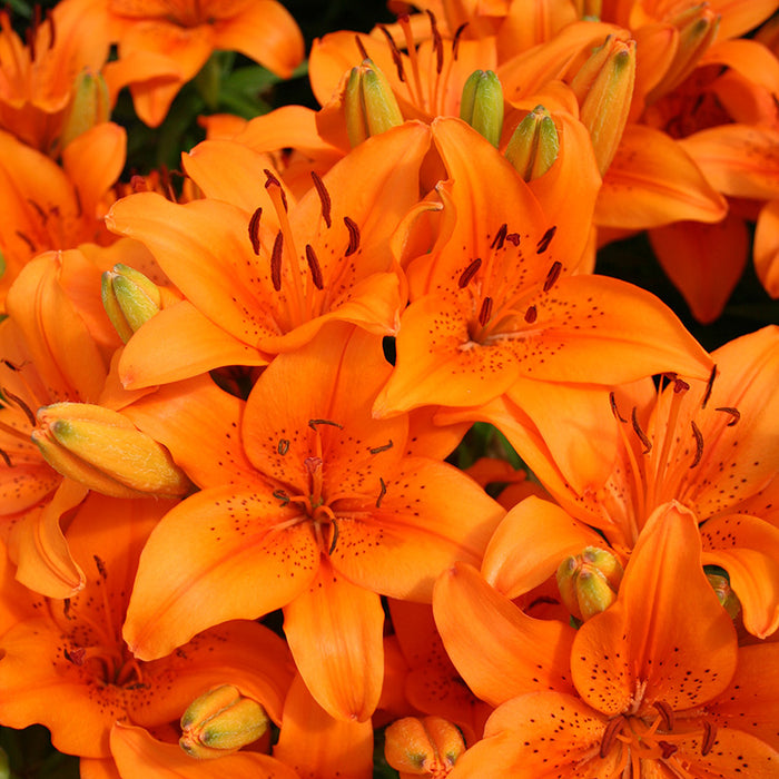Lilium 'Orange Pixie' 2 Litre