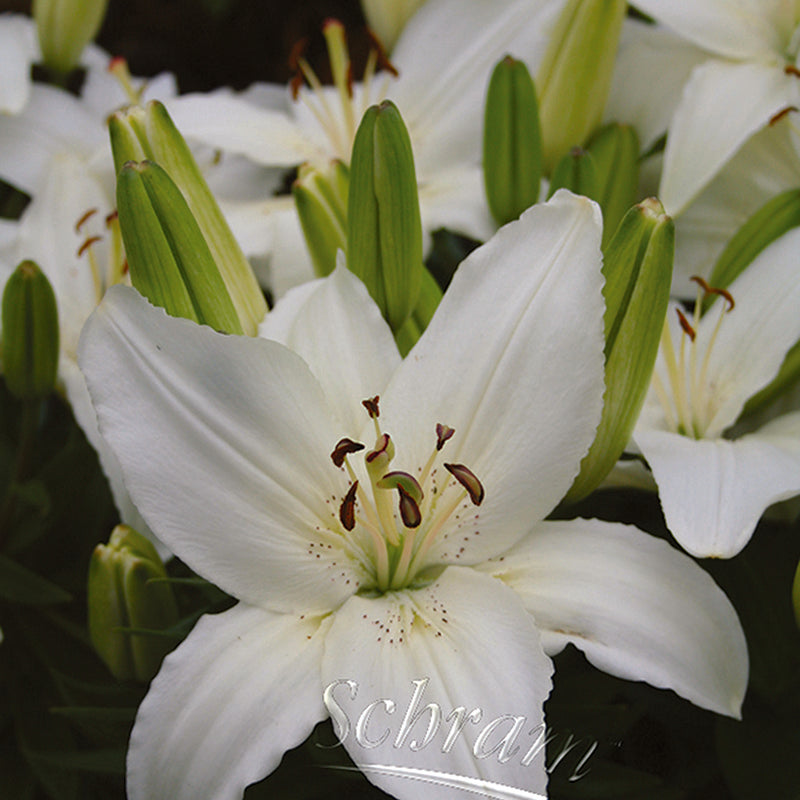 Lilium White Pixie 2L