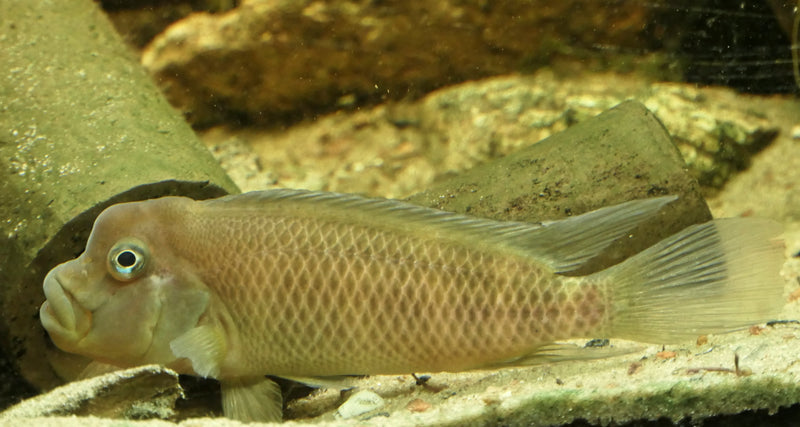 Lionhead cichlid (Steatocranus casuarius), photograph by 5snake5, CC0 via Wikimedia Commons