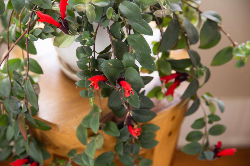 Aeschynanthus 'Japhrolepis' | Lipstick Plant (P18 Hanging Pot)