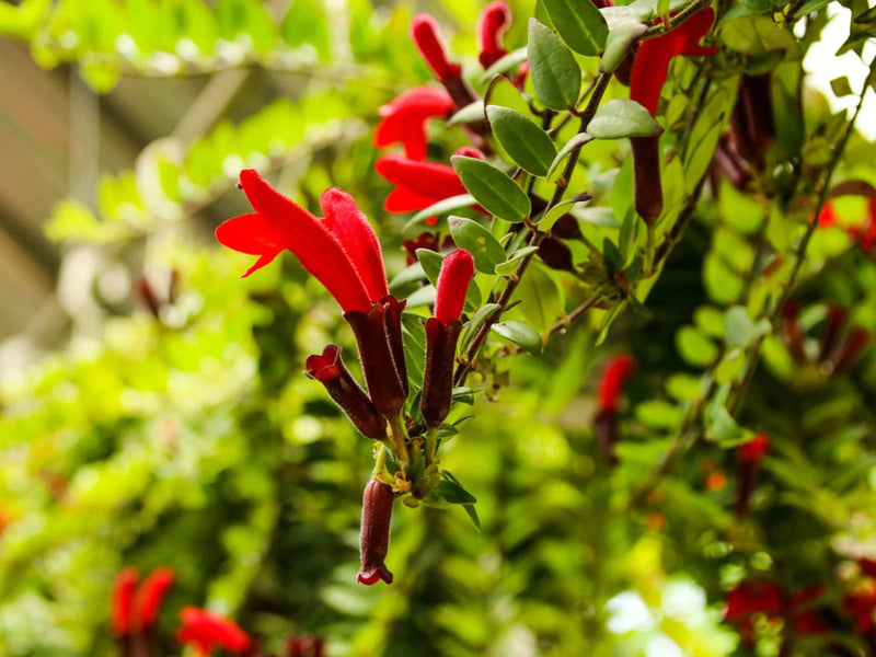 Aeschynanthus 'Japhrolepis' | Lipstick Plant (P18 Hanging Pot)