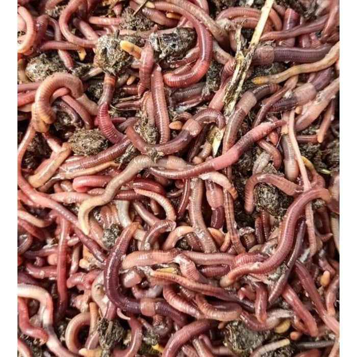 Earthworms (50-75mm)